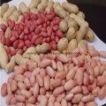 New Crop Peanut Kernel Best Price